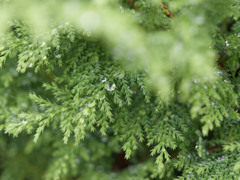 あめあがりジューシーシリーズ