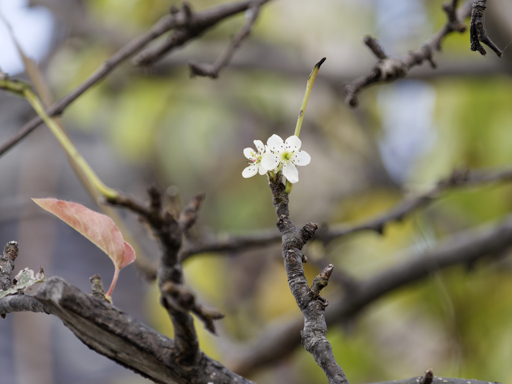 なぜか咲いてる梨の花