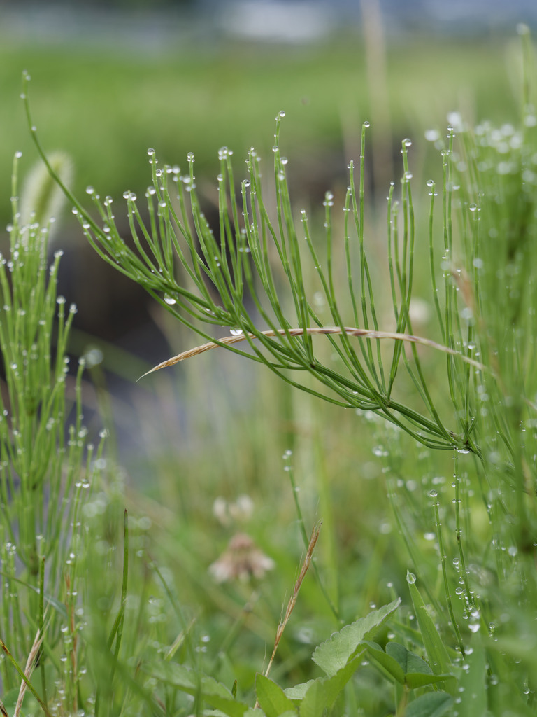 あさつゆシリーズ