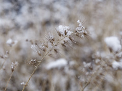 2024初雪まみれシリーズ