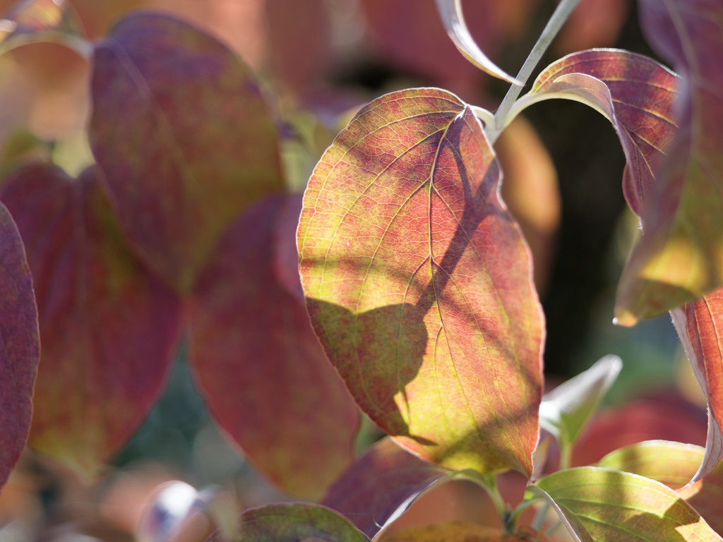 あきのいろシリーズ