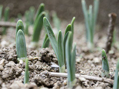 にょきにょきくん