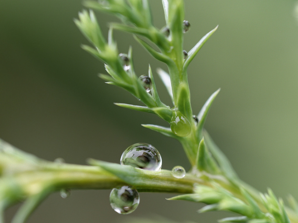 雨しずくぷるぷるシリーズ