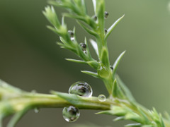 雨しずくぷるぷるシリーズ