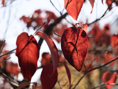 あきいろシリーズ