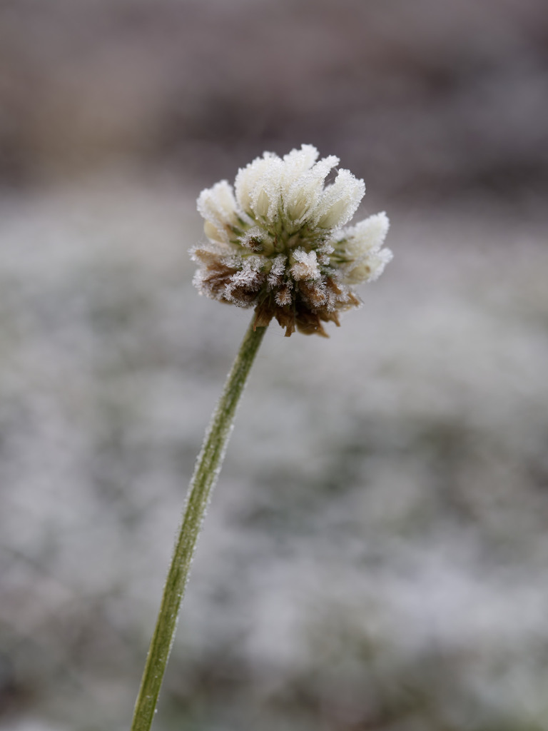 朝の冷凍植物シリーズ