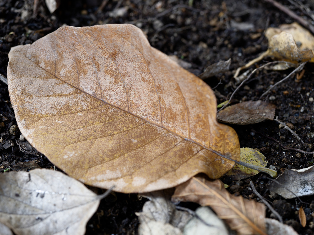 おちばシリーズ
