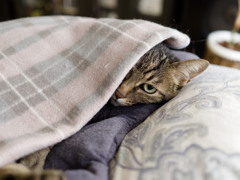 にゃんも