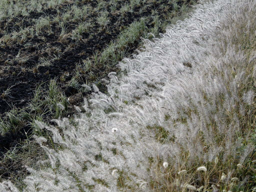 あさつゆもしゃもしゃくん