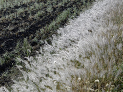 あさつゆもしゃもしゃくん