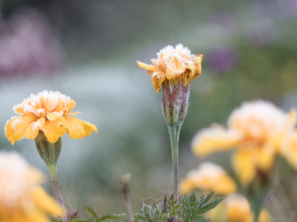 おはなちゃん feat. 初霜2024