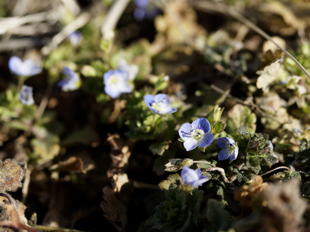 オオイヌノフグリズ