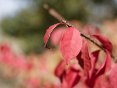 あきいろシリーズ