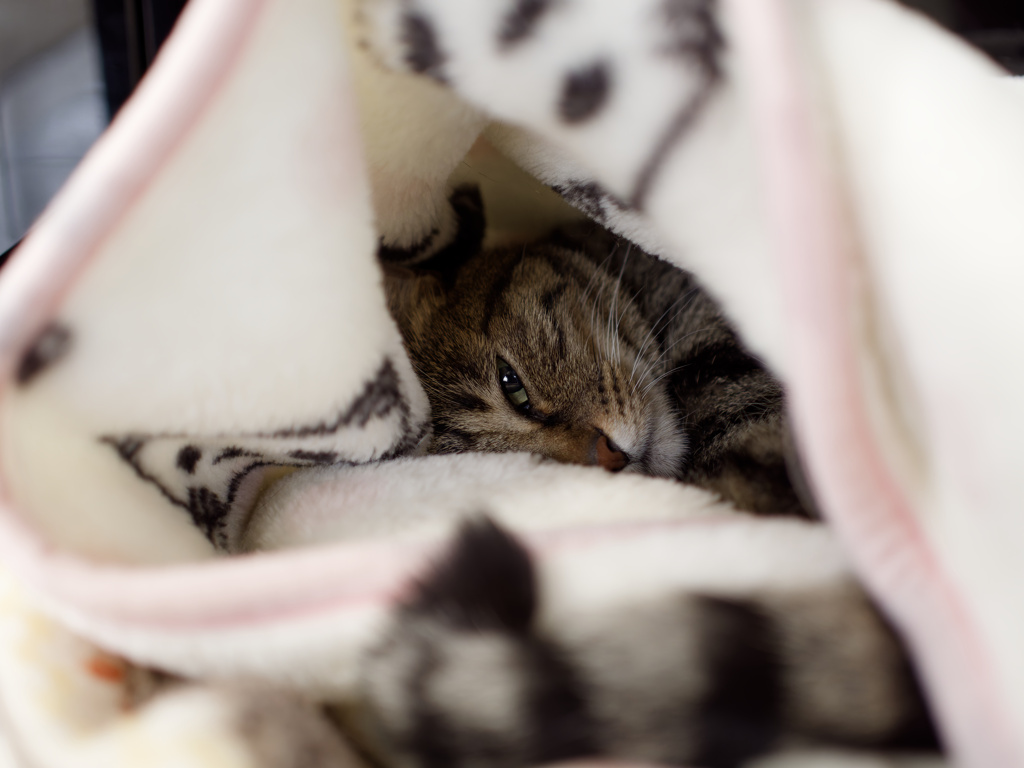 にゃんも