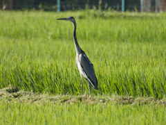 久しぶりのｻｷﾞﾁｬﾝ