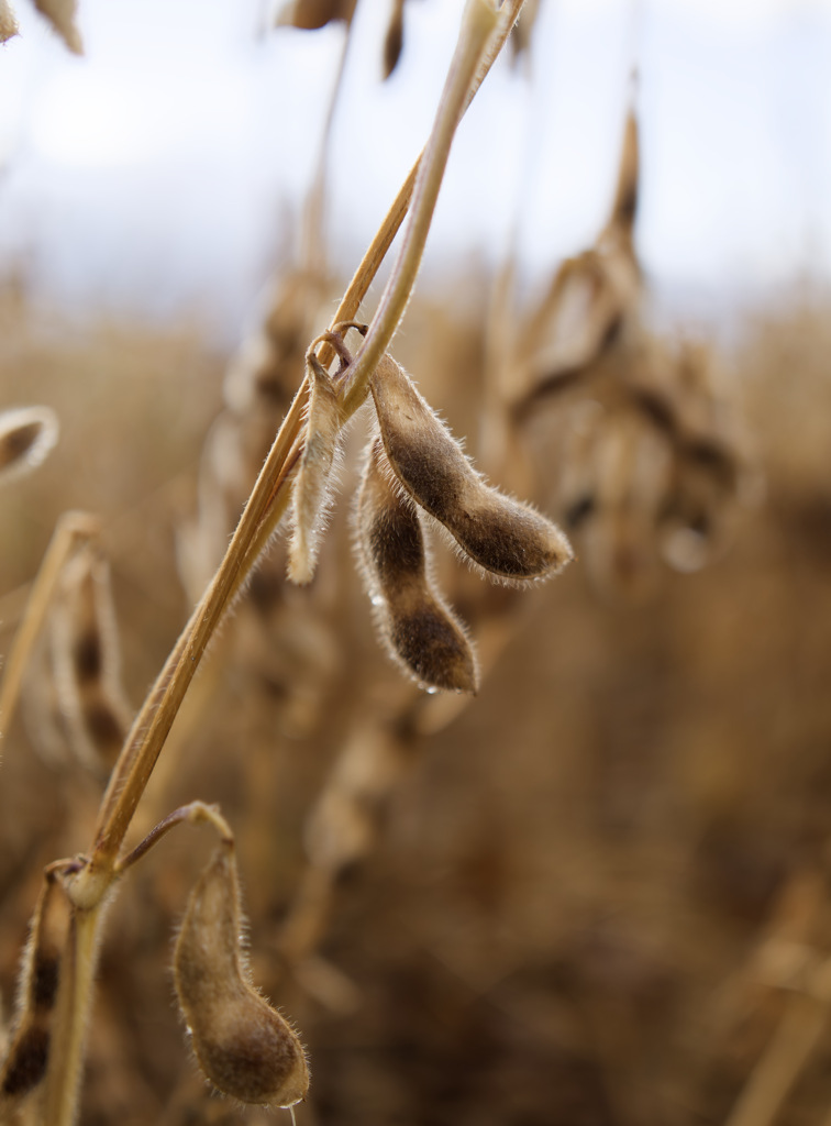 シュゴイダイズ