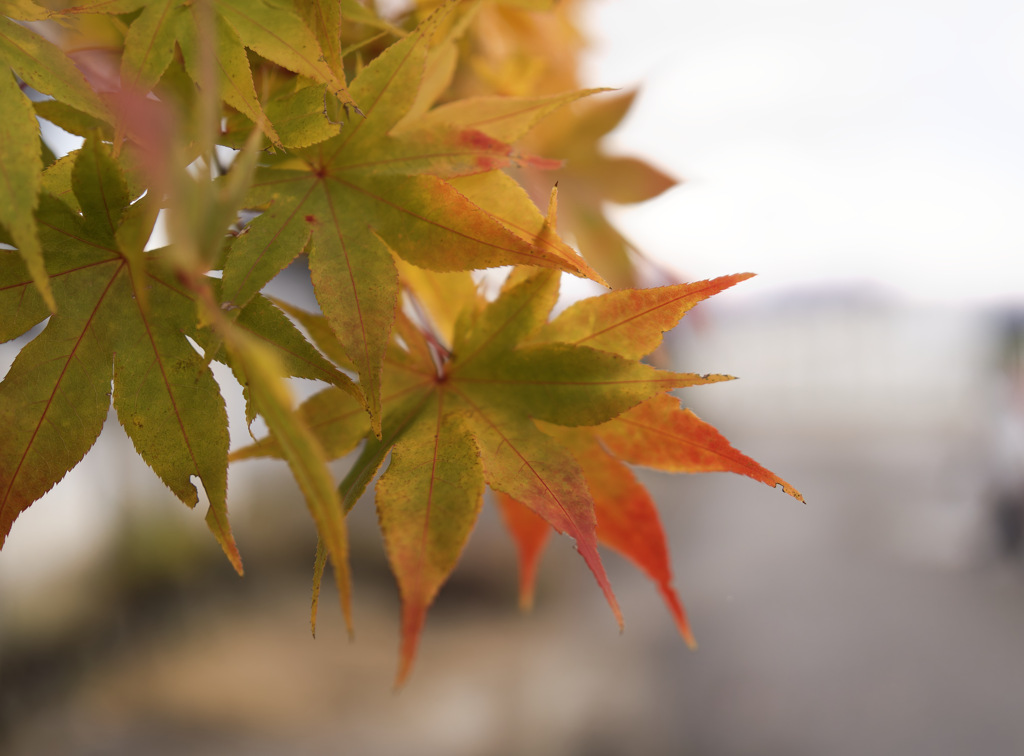 レイヤードもみじ