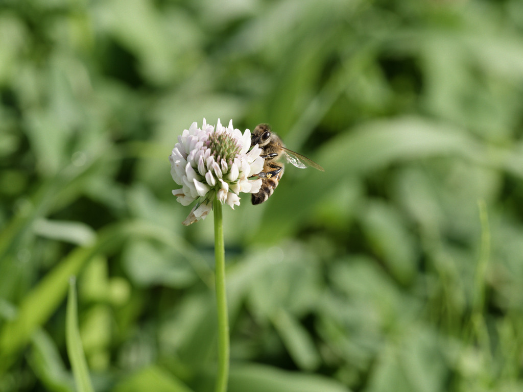 蜜集め職人シリーズ