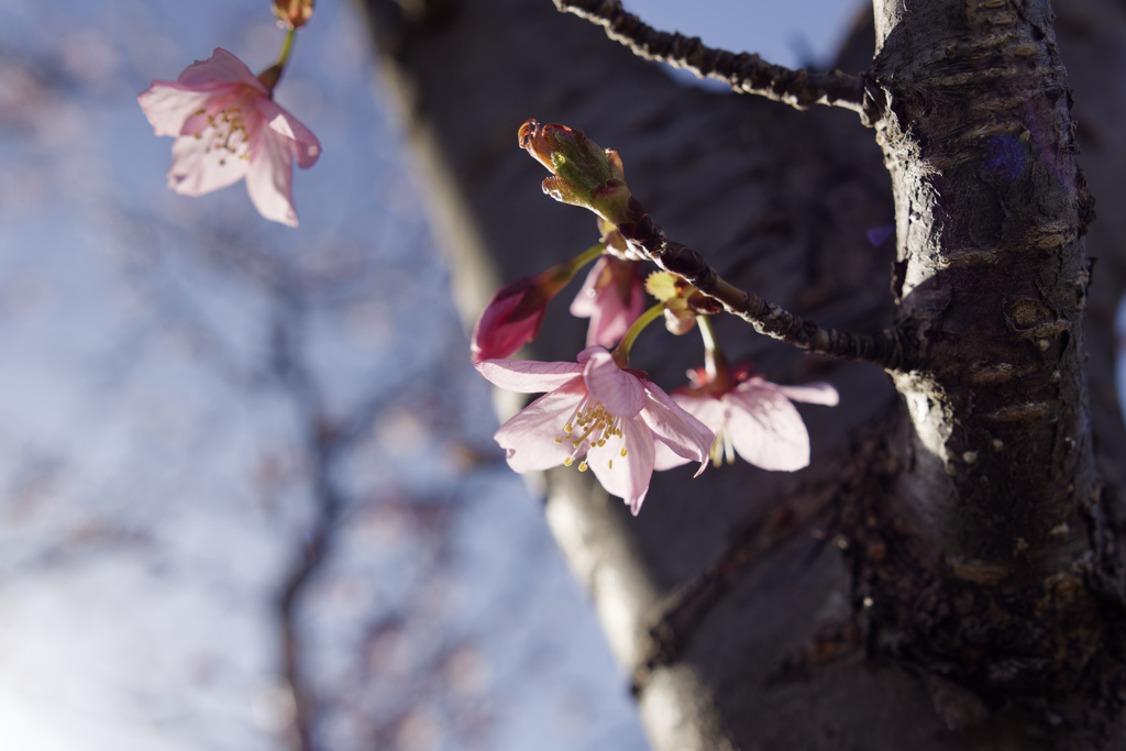 桜色こいめ