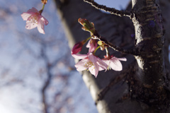 桜色こいめ