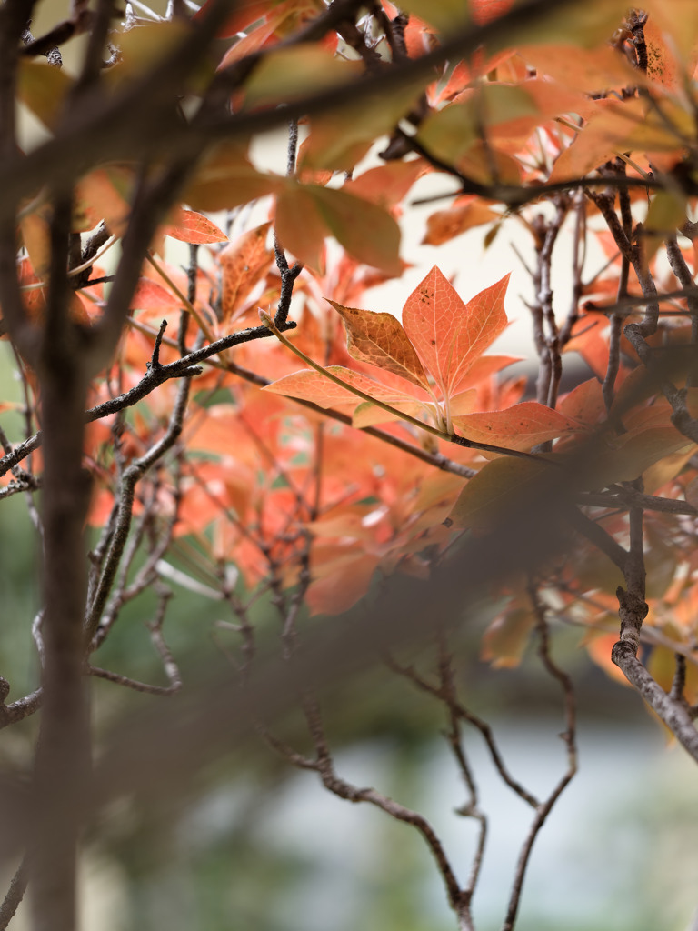 あきいろシリーズ
