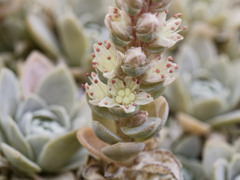 どんどん咲いてきました