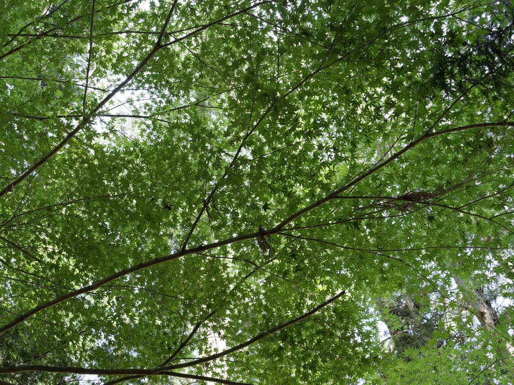 すずしい神社シリーズ