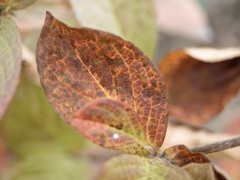 あきいろシリーズ