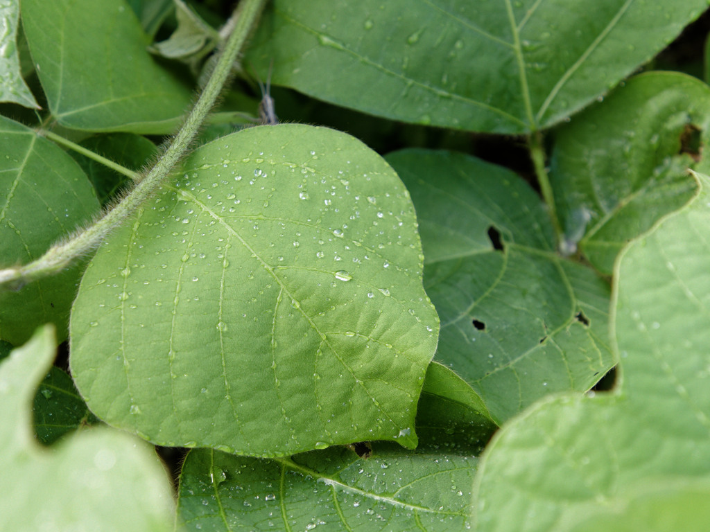 あさつゆシリーズ