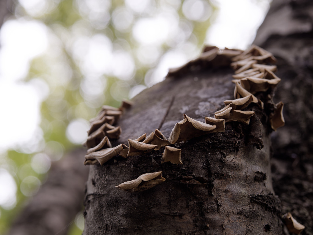 謎木の葉シリーズ