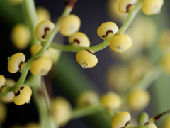 テーブルヤシくんのお花
