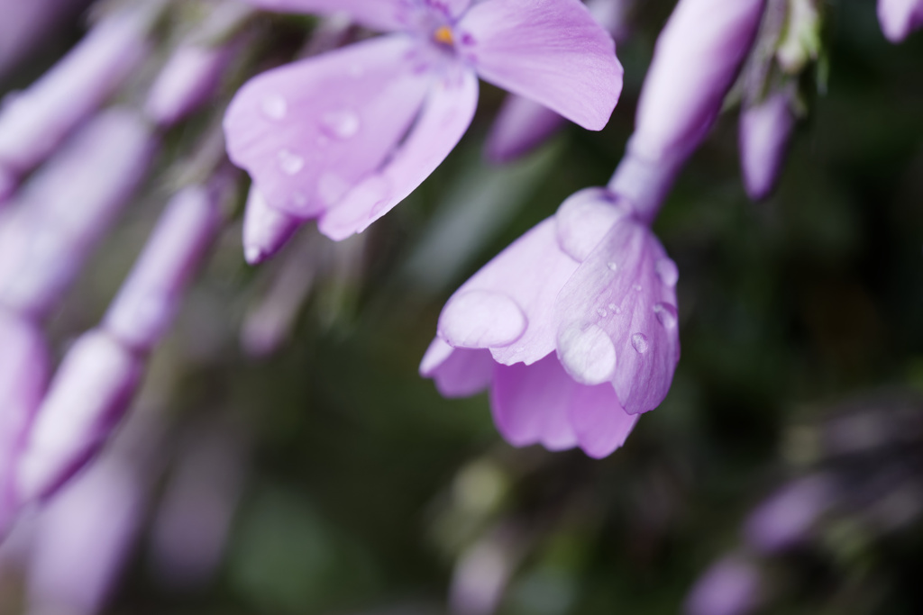 あさつゆ植物シリーズ