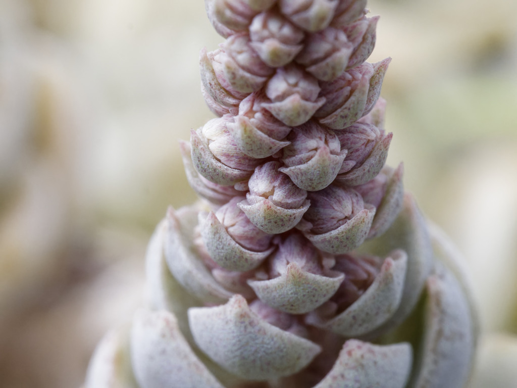 準備されつつある花たち