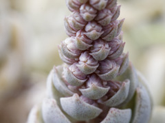 準備されつつある花たち