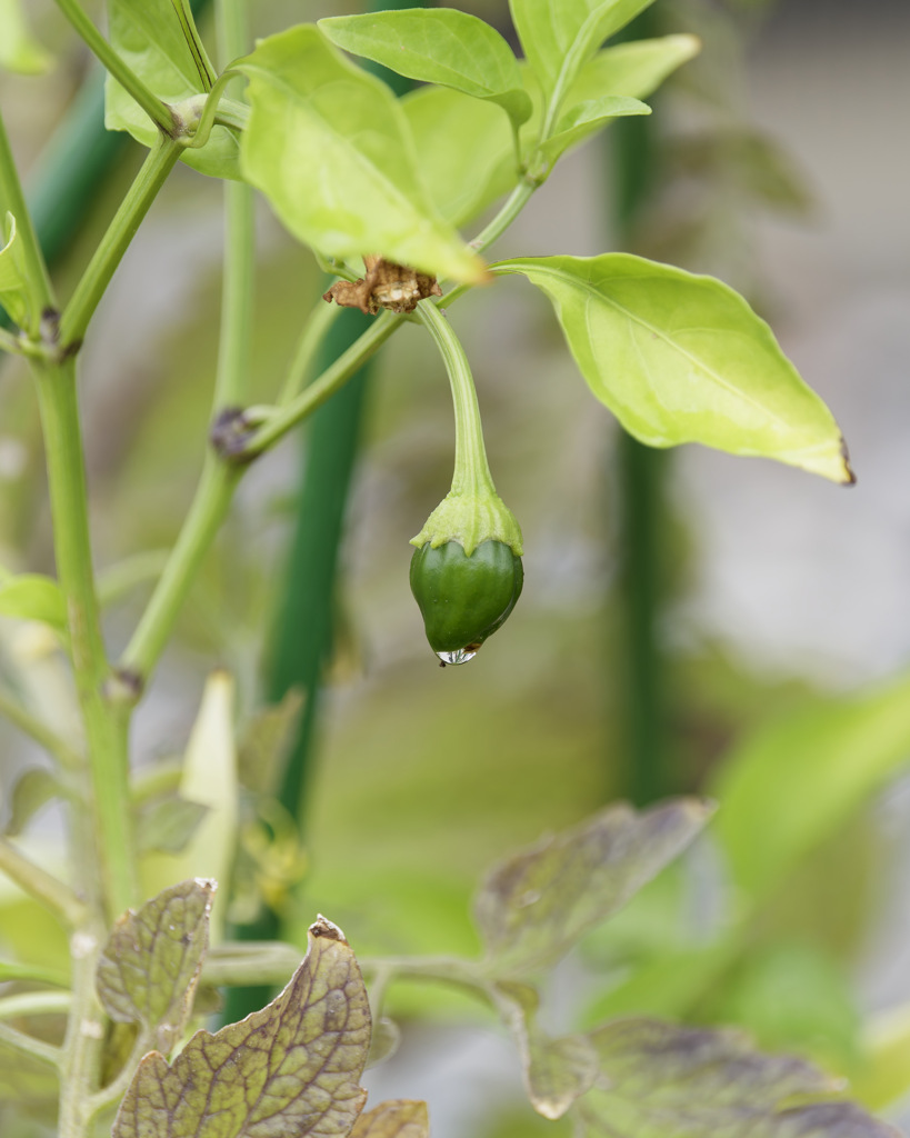 ピーマン的エケチェン