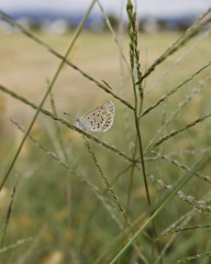 しじみ先輩 しじみ先輩