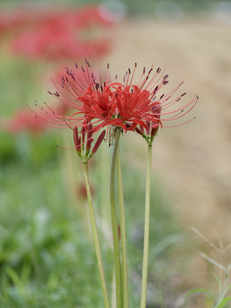 THE HIGAN FLOWER