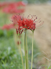 THE HIGAN FLOWER