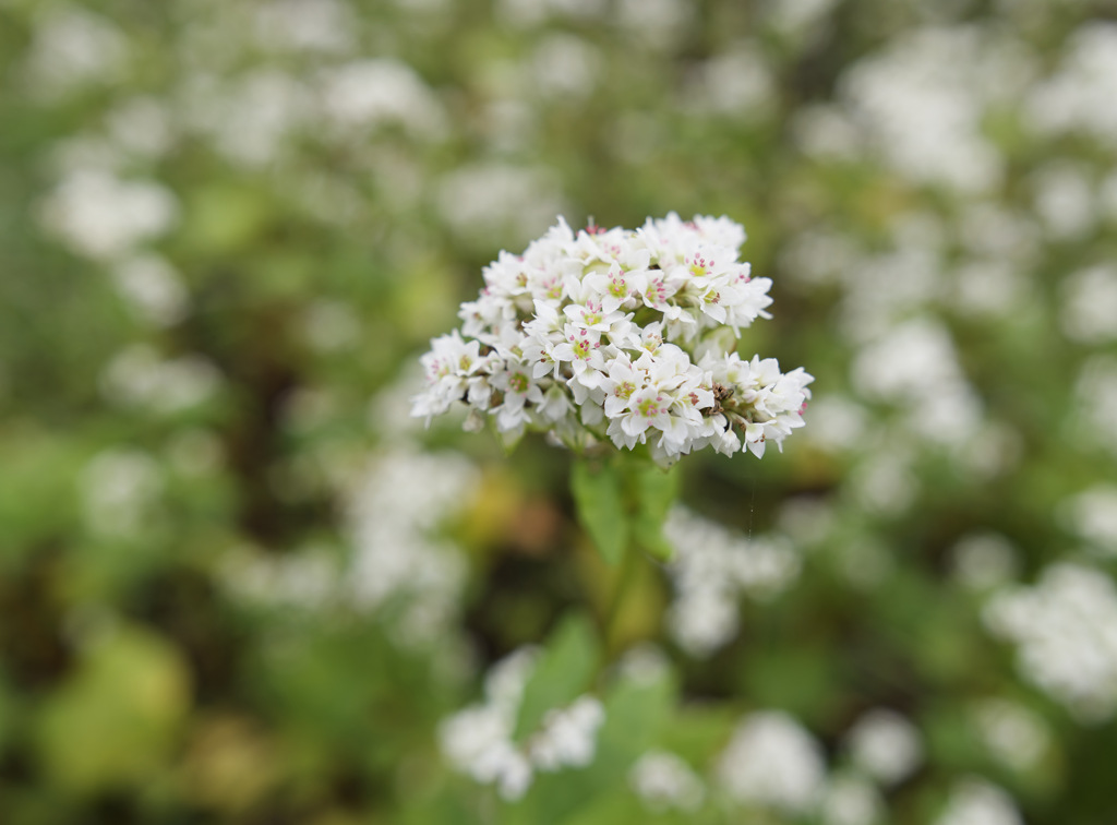 そばのお花はかわいい（ただし、くさい）