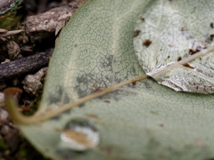 あめしずくシリーズ