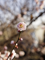 今期初の桜