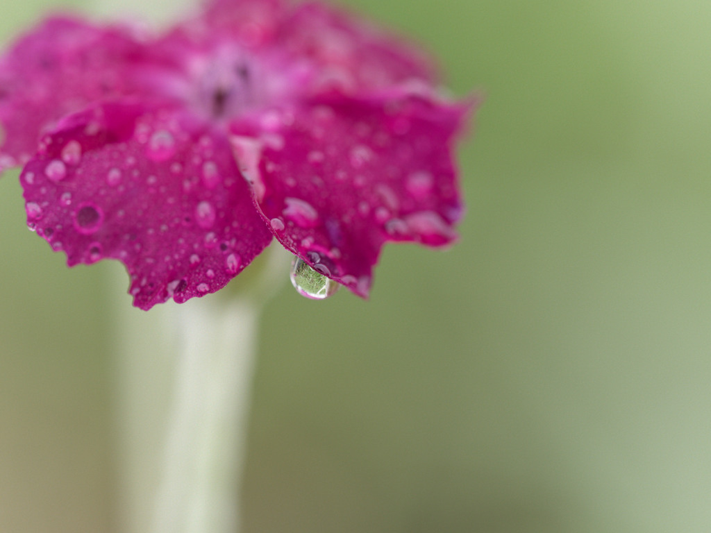 あさつゆジューシーシリーズ