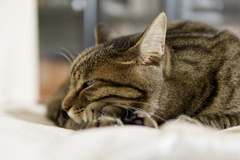 ねこのひ