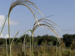 SSK