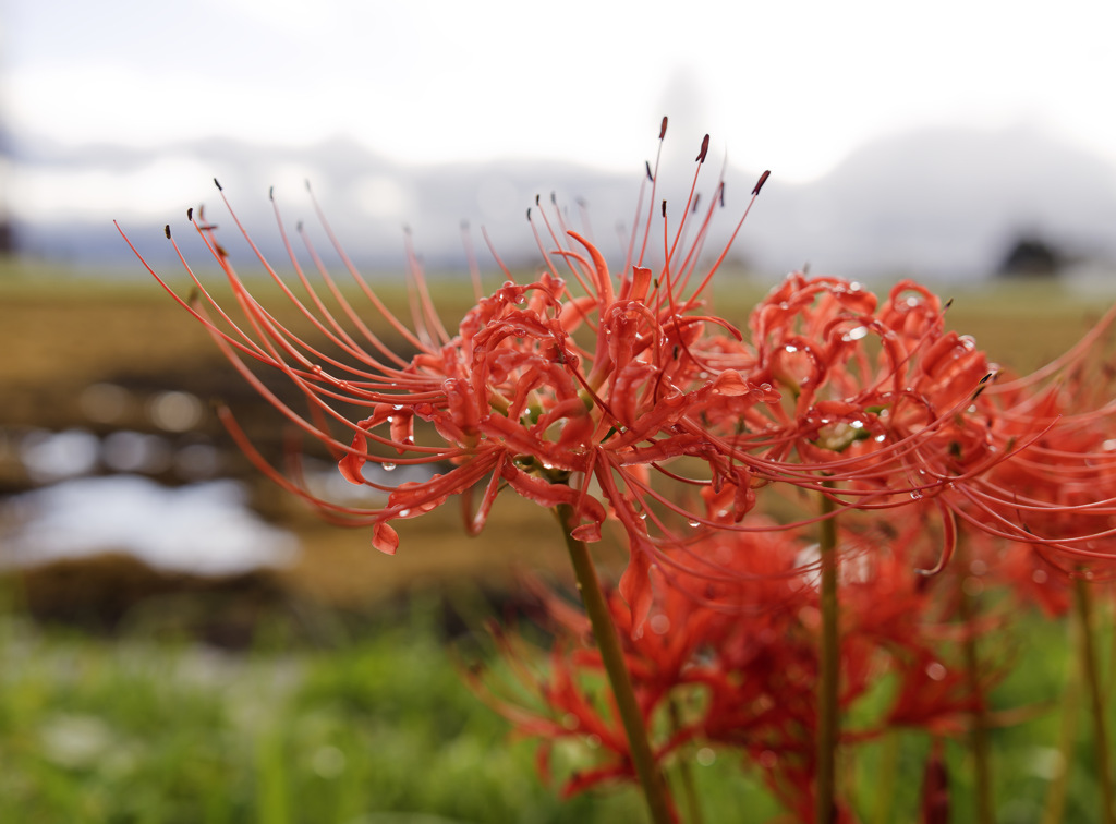 HIGAN-FLOWER