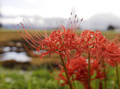 HIGAN-FLOWER