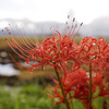 HIGAN-FLOWER