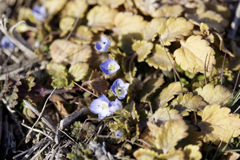 春の気配シリーズ