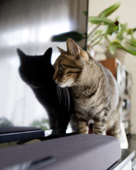 ねこうつし