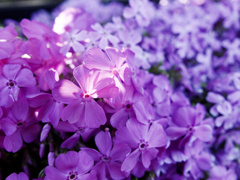 よいいろシバザクラくん